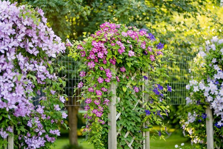 狭い庭や鉢植えでも楽しめる。花がかわいい【つる性植物】8選