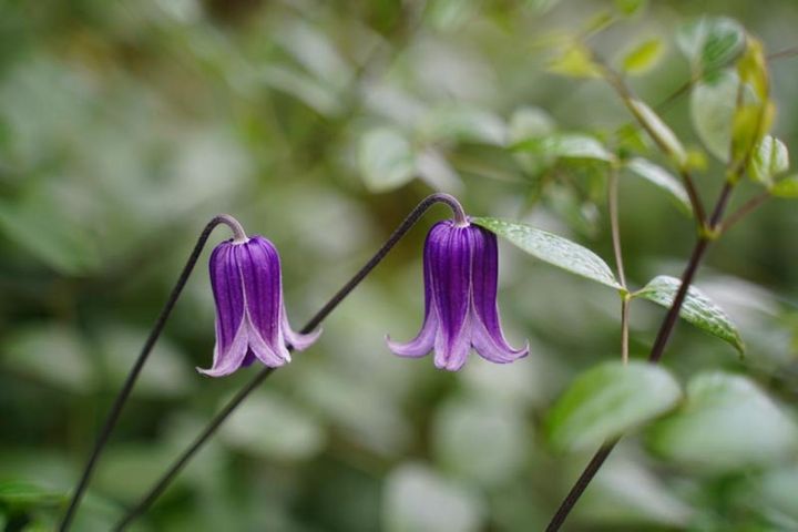壺形の花を咲かせる新枝咲きの‛ろうぐち’