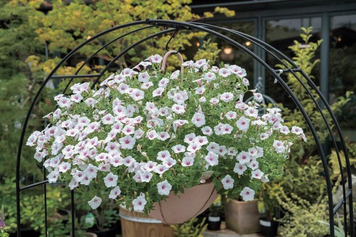 梅雨〜夏の【植物の夏越し】水やり・暑さ対策・風通しのポイントをおさえて、今年こそ植物を枯らさない！
