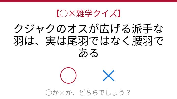 【○×雑学クイズ】これ本当？クジャクの美しさの秘密の問題画像