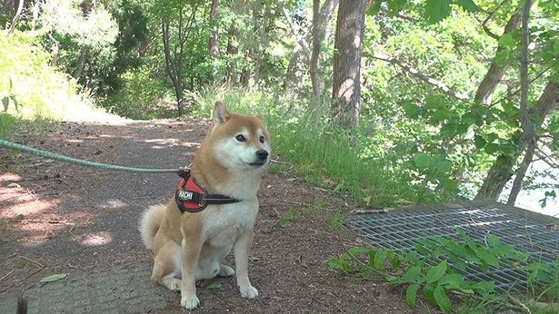お散歩中、はちくんがヘビに遭遇！