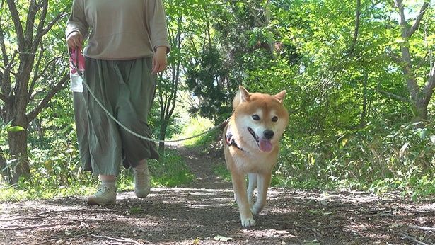 気を取り直して、お散歩へ