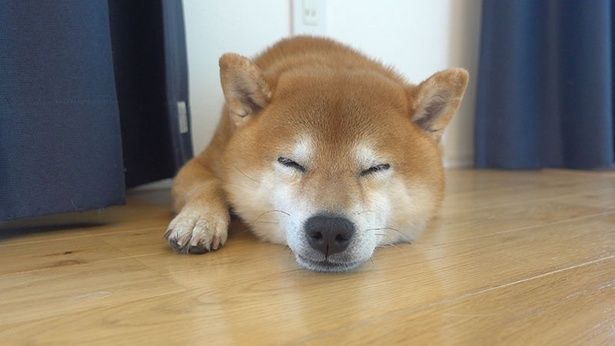 お散歩から帰ってきて、しばし休憩