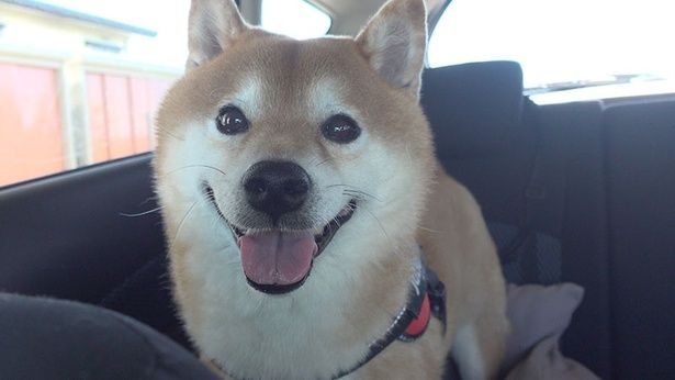 ママさんとお昼のお散歩へ！