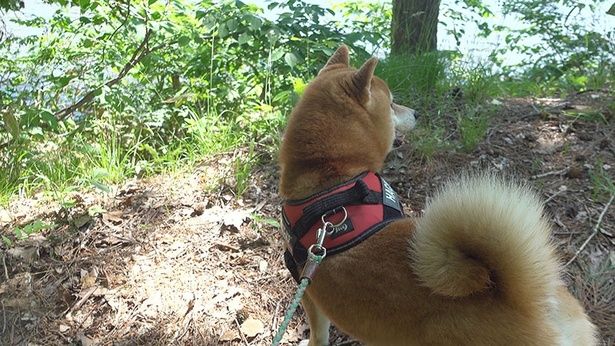 進もうとするも、ヘビが気になるはちくん