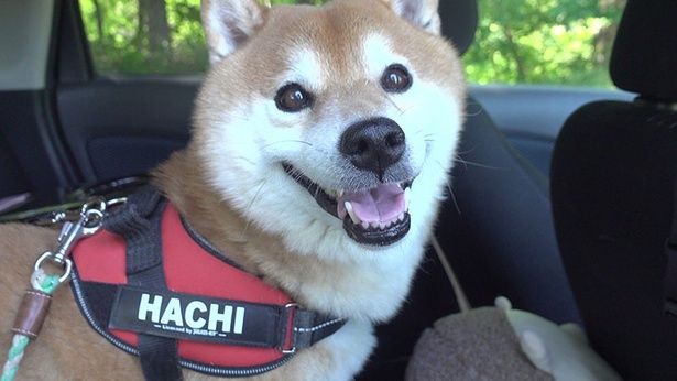 ヘビにも遭遇して、笑顔のはちくん