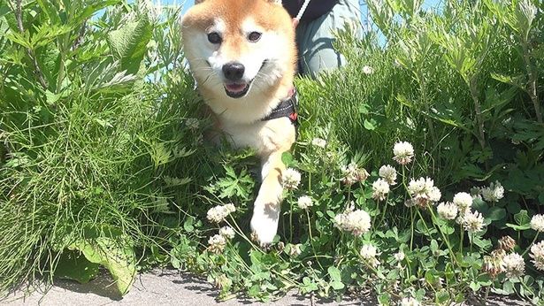 草をかき分けて進む