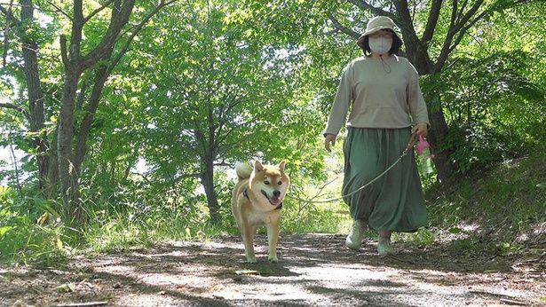 木陰がたくさんで、快適な散歩コース