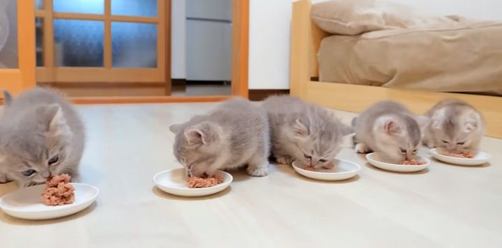 ご飯を食べる子猫達