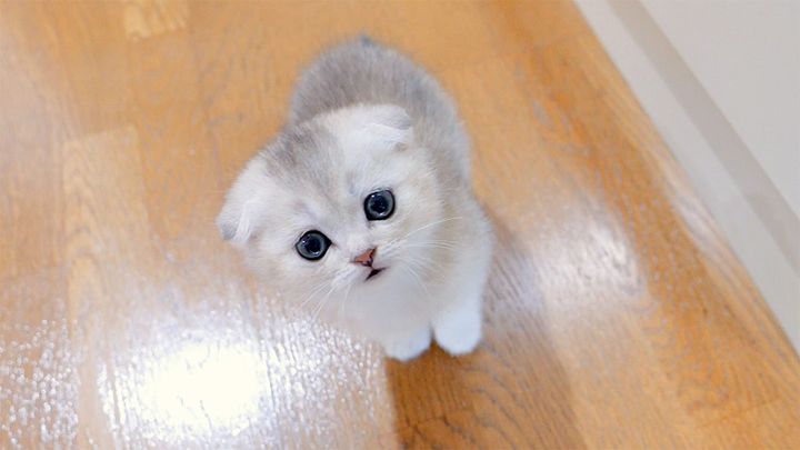 足元をウロウロする子猫