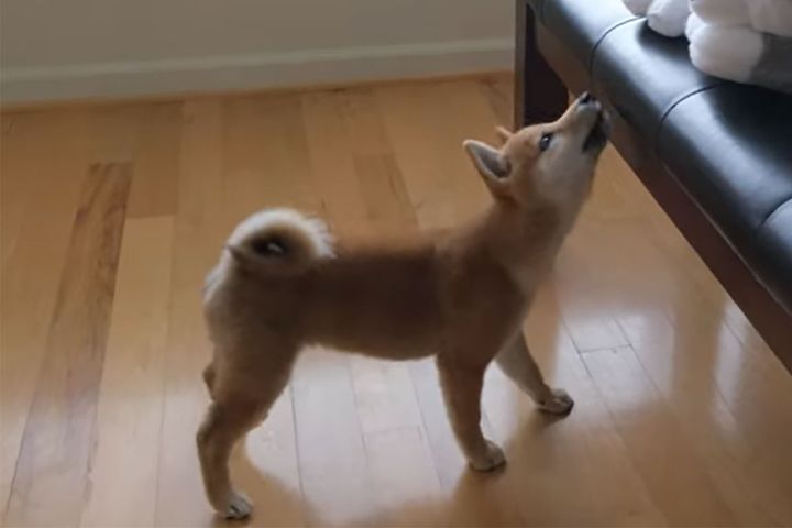 柴犬のクッキーの「新しい」お友達とは…！？