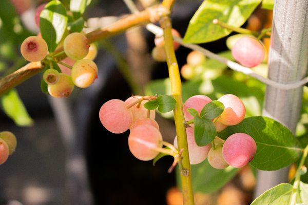 【千葉県市原市】珍しい品種の食べくらべができる「さわやかブルーベリーファーム市原」で収穫体験開催