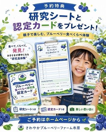 【千葉県市原市】珍しい品種の食べくらべができる「さわやかブルーベリーファーム市原」で収穫体験開催