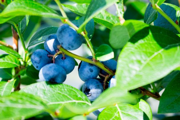 【千葉県市原市】珍しい品種の食べくらべができる「さわやかブルーベリーファーム市原」で収穫体験開催