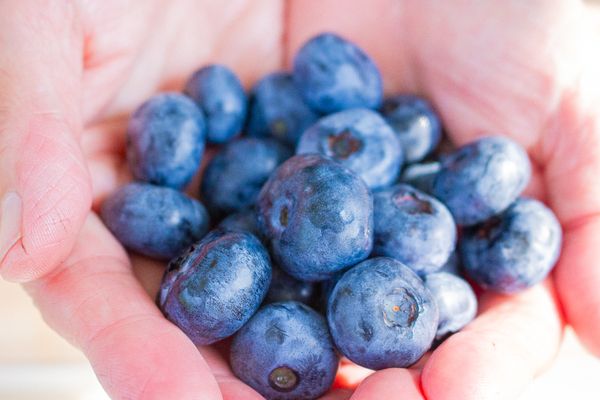 【千葉県市原市】珍しい品種の食べくらべができる「さわやかブルーベリーファーム市原」で収穫体験開催