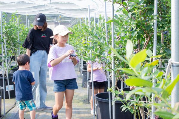 【千葉県市原市】珍しい品種の食べくらべができる「さわやかブルーベリーファーム市原」で収穫体験開催