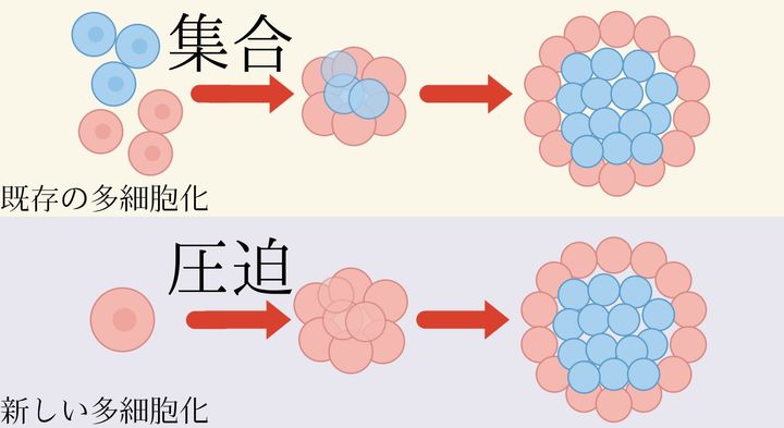 多細胞化の引き金は物理だった