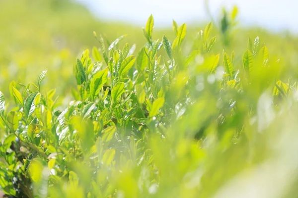 【神奈川県横浜市】「YOKOHAMA TEA FES お茶とお菓子の時間《新茶と和菓子》」が開催！どら焼き特集も