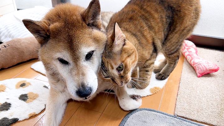 大好きな柴犬にスリスリする猫