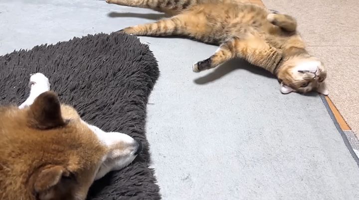 柴犬にクネクネアピールする猫