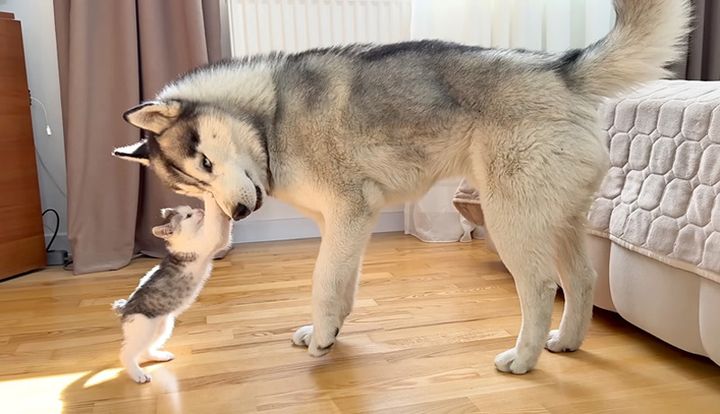 犬に攻撃する子猫