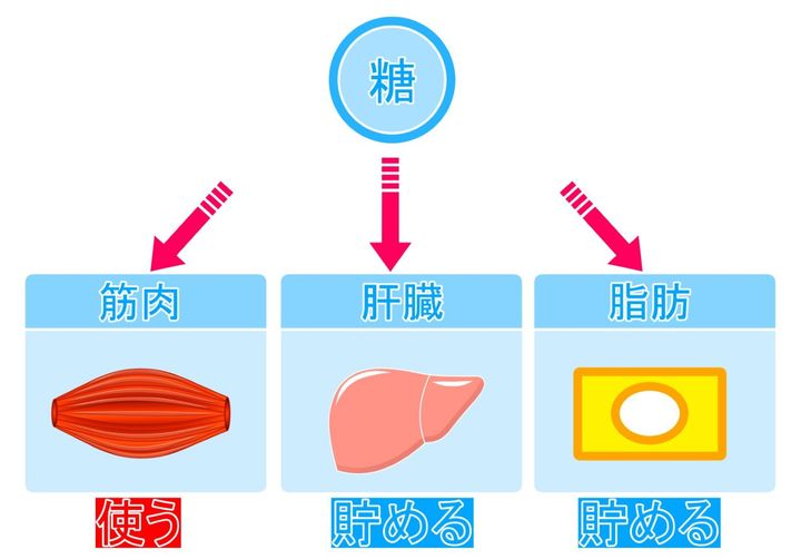 糖を筋肉が使う