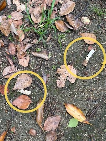 【福岡県福岡市】子どもブランド「トワニエール」、社員の子どもたちが愛犬と一緒にゴミ拾いを実施