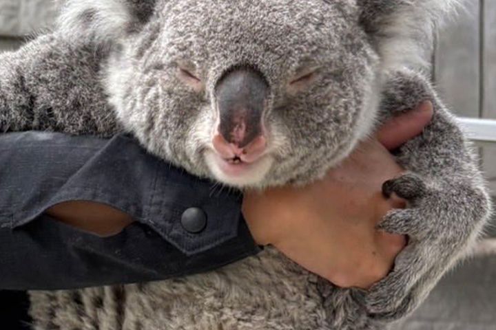 淡路ファームパーク イングランドの丘のX公式アカウント（@englandhill_zoo）から引用