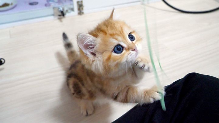 オモチャで遊ぶ子猫