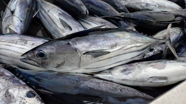 【東京都中央区】宮城県気仙沼市の夏かつおを使った料理教室開催！解体ショーや特産品の販売も実施