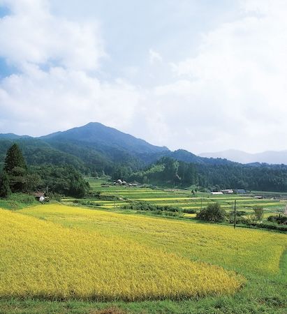 【東京都品川区】SASSEN全国大会の団体戦褒賞品に、西日本トップクラスのブランド米「仁多米」が決定