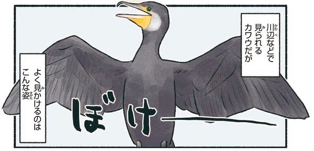 よく見かけるのはこんな姿 （C）piro piro piccolo／KADOKAWA