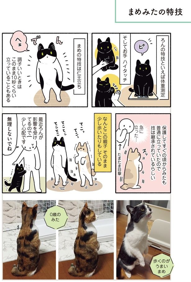 まめみたの特技 （C）AKR／KADOKAWA