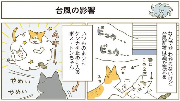 台風前夜は猫が荒ぶる （C）卵山玉子／KADOKAWA