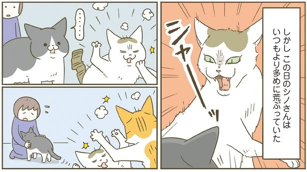 いつもより多めに荒ぶるシノさん （C）卵山玉子／KADOKAWA