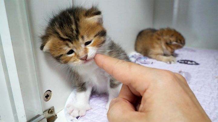眠たそうな子猫をナデナデ