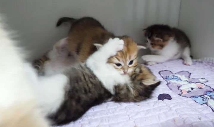 子猫達のプロレスごっこ