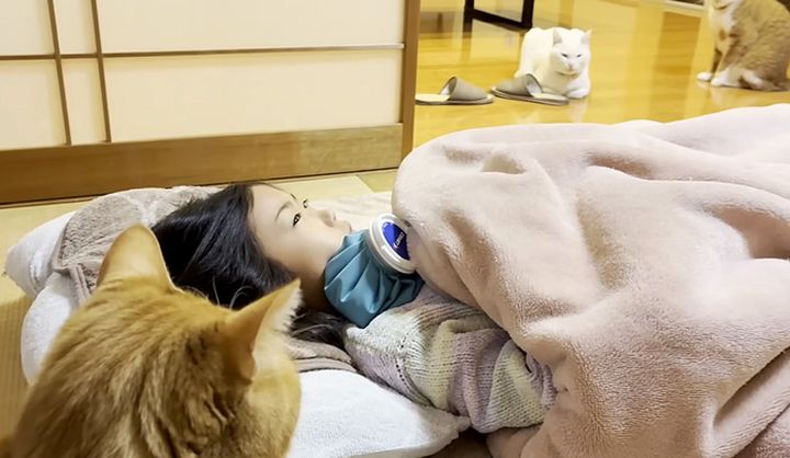 病気のお姉ちゃんを見守る猫達