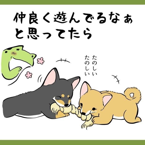 めずらしく仲良く遊んでるなぁと思うのも束の間… ユウコトリトリ(@yuko_toritori)