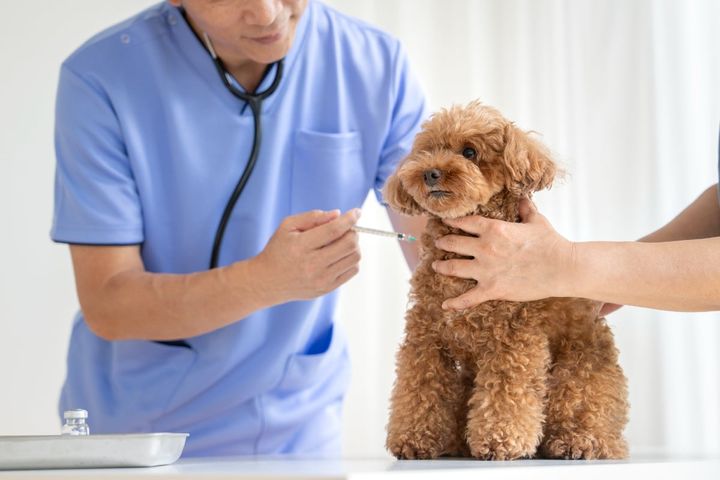 「狂犬病ワクチン」と「混合ワクチン」は何が違う？（画像はイメージ）