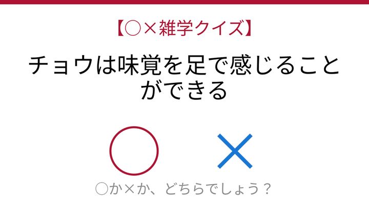 【○×雑学クイズ】これ本当？チョウの意外な感覚能力の問題画像