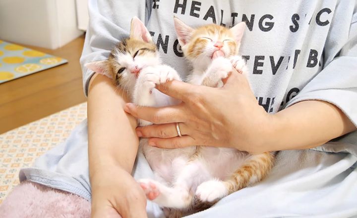 指吸いする子猫達