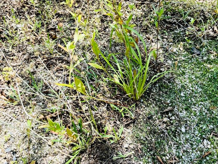 【セリア】調理アイテムではありません！厄介な作業がサクッと終わる神アイテム「梅雨の合間にやっておきたい」