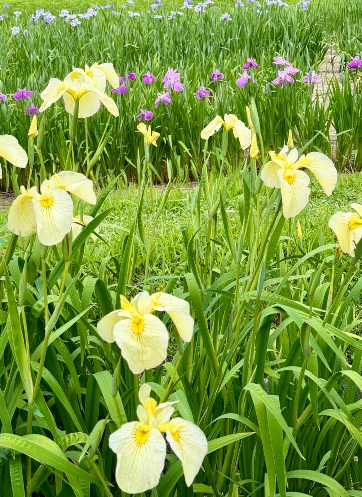 はままつフラワーパークの花菖蒲