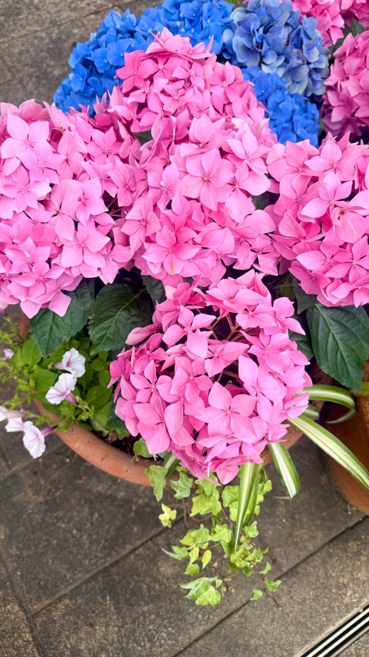 はままつフラワーパークの紫陽花