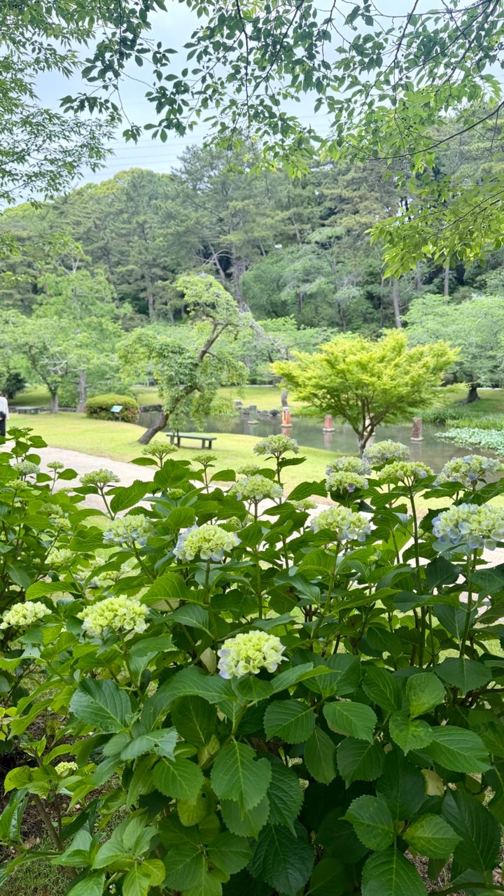 はままつフラワーパークの紫陽花