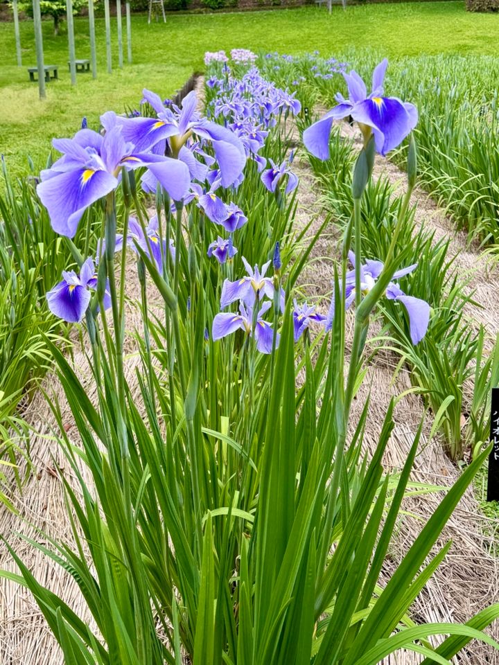 はままつフラワーパークの花菖蒲