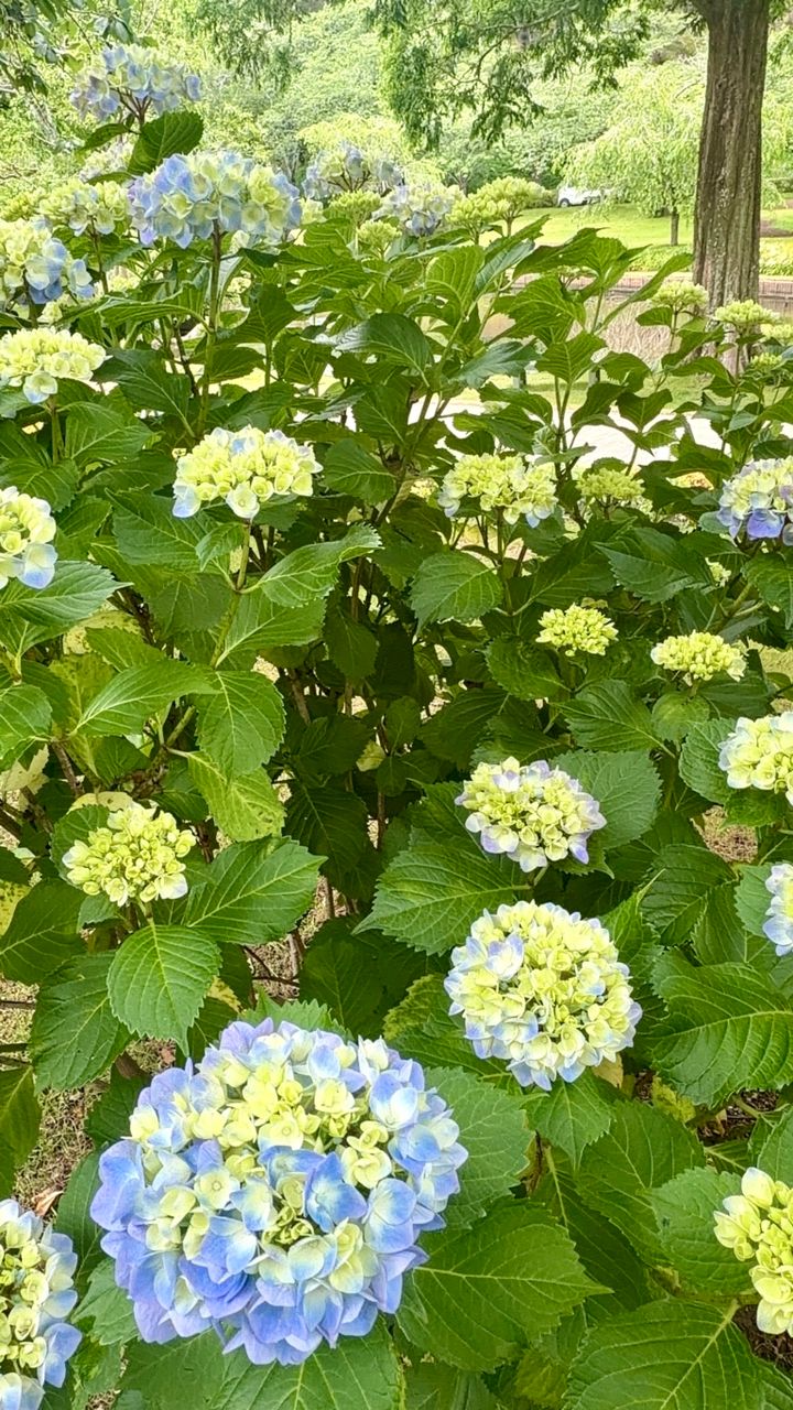 はままつフラワーパークの紫陽花