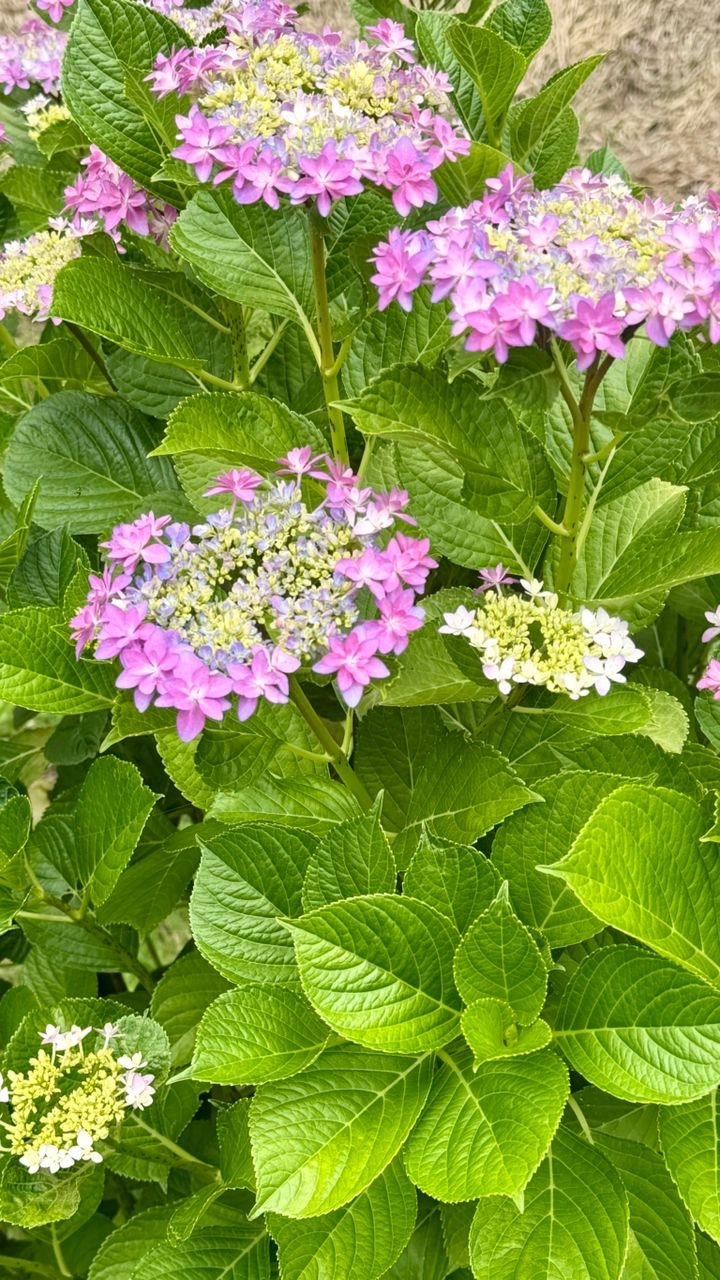 はままつフラワーパークの紫陽花