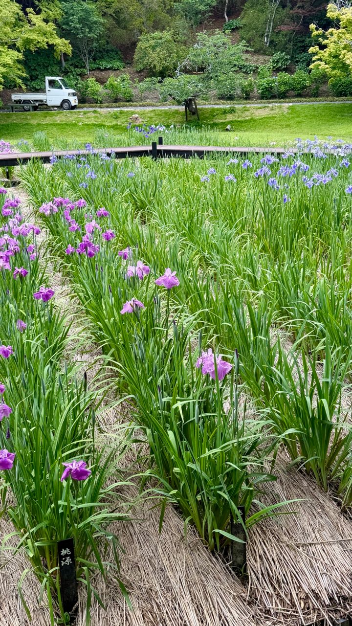 はままつフラワーパークの花菖蒲